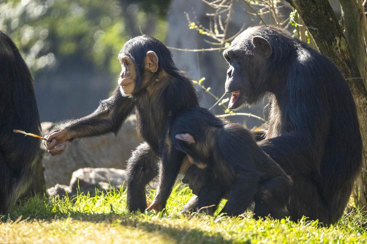 Las crías de chimpancé Cala y Ekon en BIOPARC Valencia