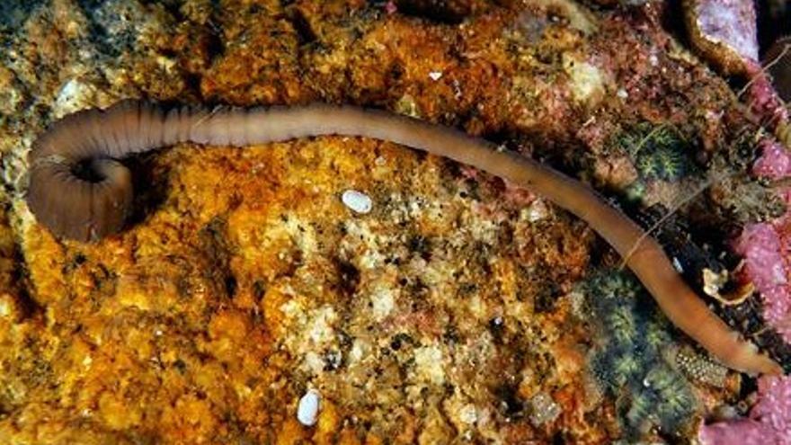 Descubierto en Arousa un gusano depredador nuevo para la ciencia