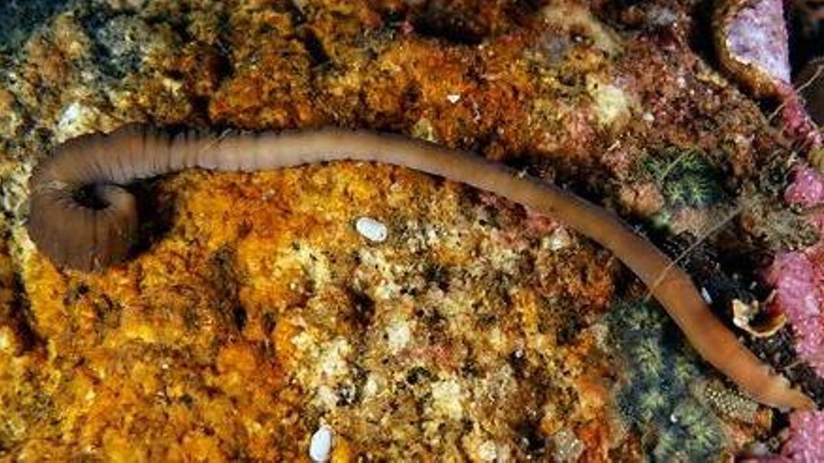 El nuevo gusano (Pararosa vigarae) descubierto por la ciencia.