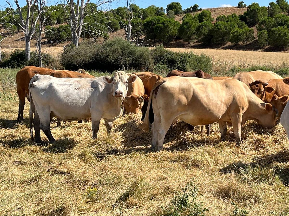 Vacas de la explotación de Moreruela de los Infanzones