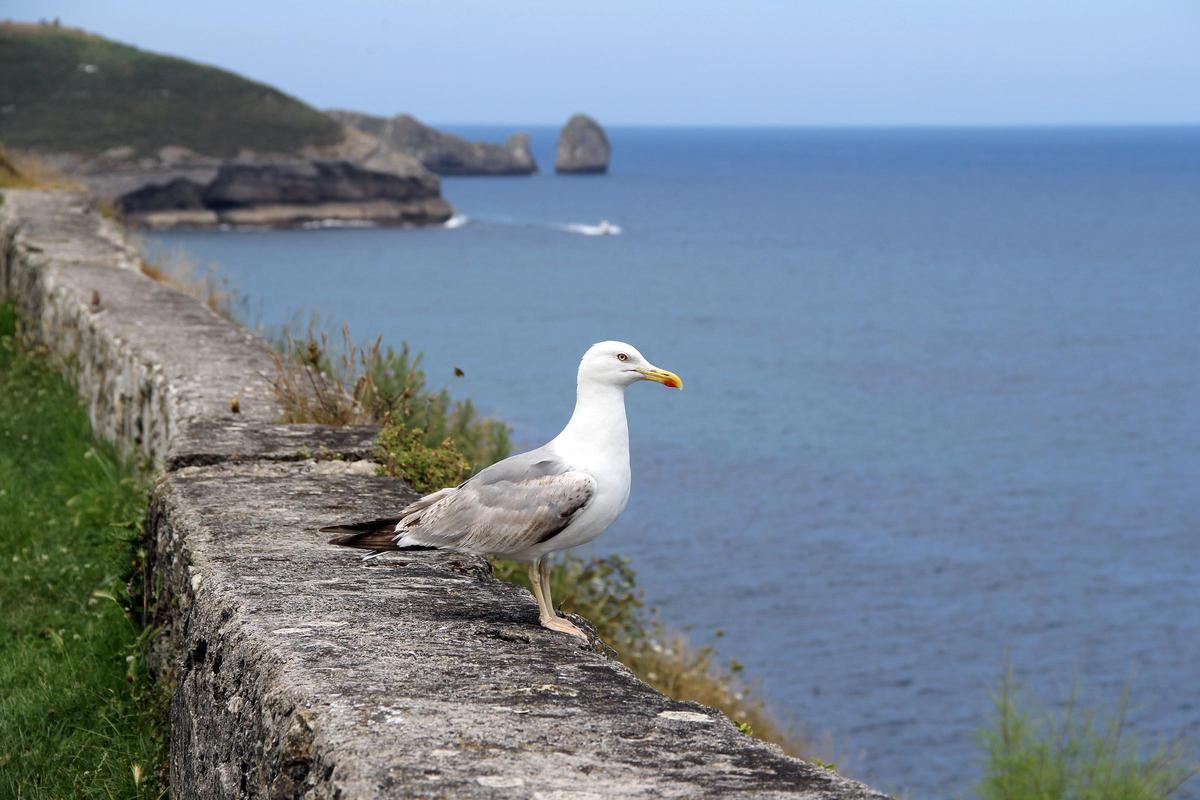 Ejemplar de gaviota en el paseo de San Pedro, en Llanes.