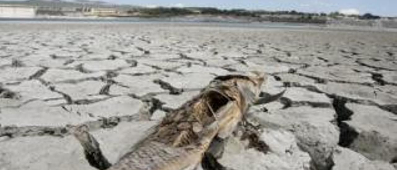 El bajo caudal del río Albaida provoca la muerte de cientos de peces