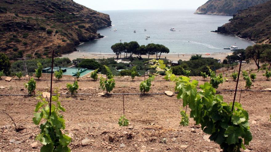 L&#039;Hotel Cala Jóncols recupera la varietat del lledoner roig