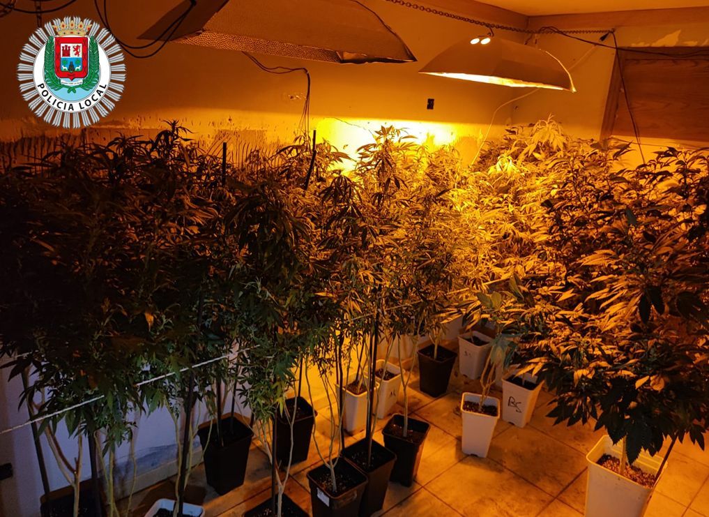 Intervenidas 25 plantas de marihuana en un piso de Guanarteme