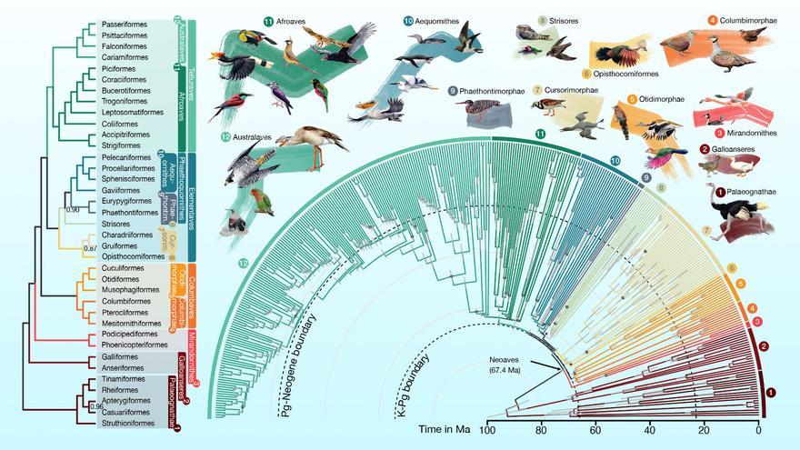 Crean el árbol genealógico de aves más detallado hasta el momento