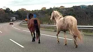 Varios caballos irrumpen sin control en plena SE-30 en la entrada a Sevilla