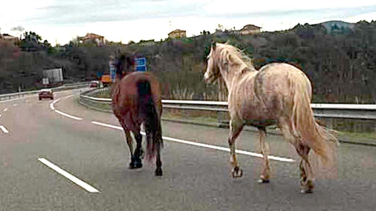 Caballos sin control por una carretera, en una imagen de archivo.