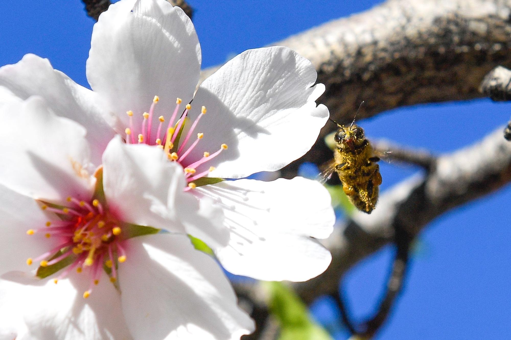 Almendros en flor en Tejeda