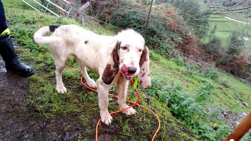 Los Bomberos rescatan al perro &quot;Palomo&quot; tras caer a un pozo en el monte de La Malatería