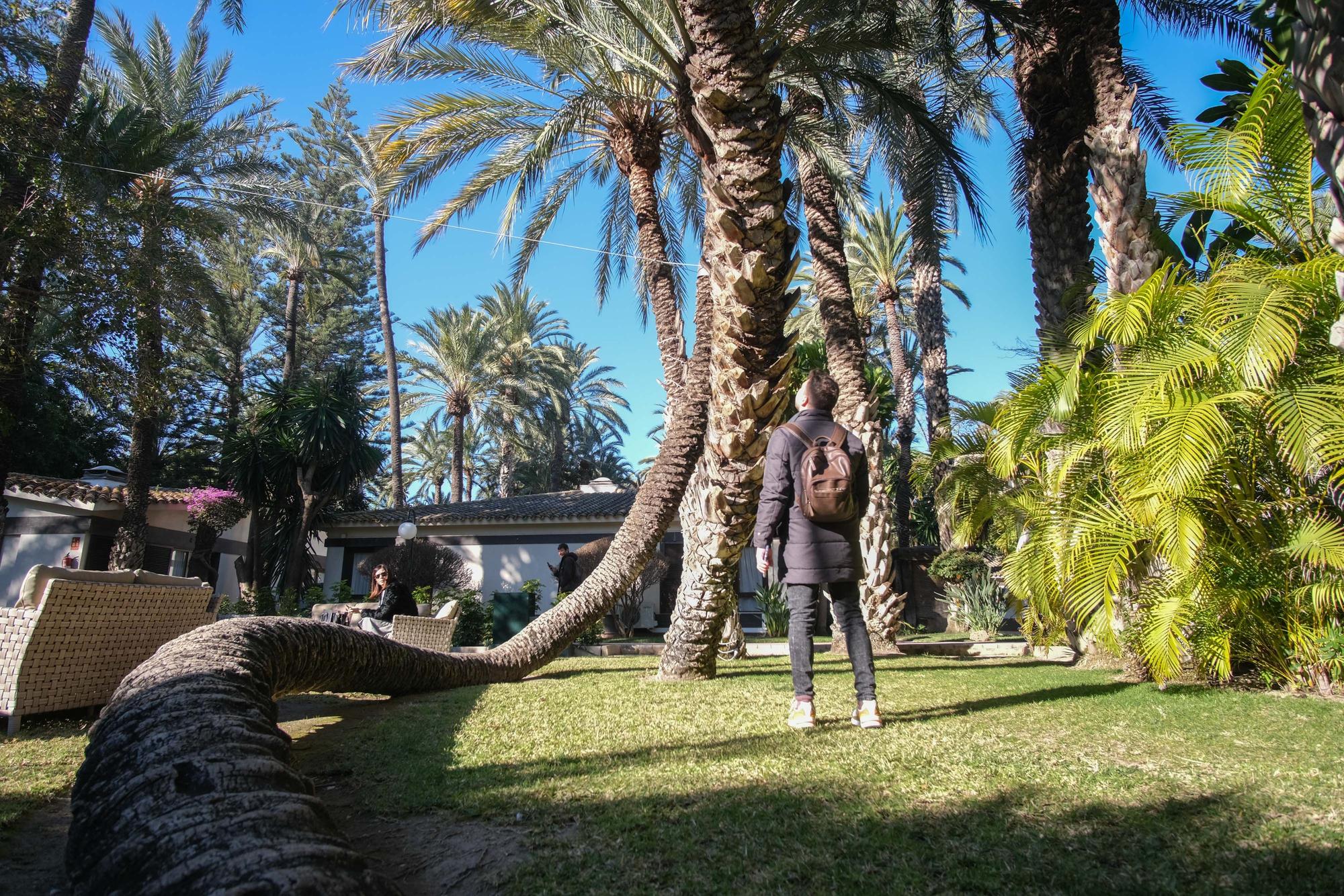 Palmera cobra. Se encuentra dentro del Hotel Huerto del Cura y casi todo su tronco se arrastra por el suelo hasta erguir su copa.