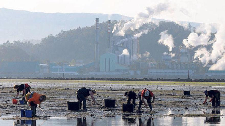 Un grupo de la mariscadoras trabaja en un banco de la ría de Pontevedra con el complejo industrial de Lourizán al fondo.  // Gustavo Santos