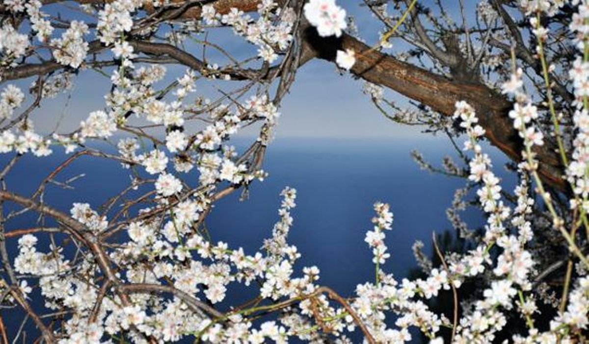 Ruta de almendros en flor por Mallorca
