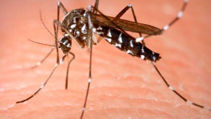 Una «app» per controlar la població de mosquit tigre