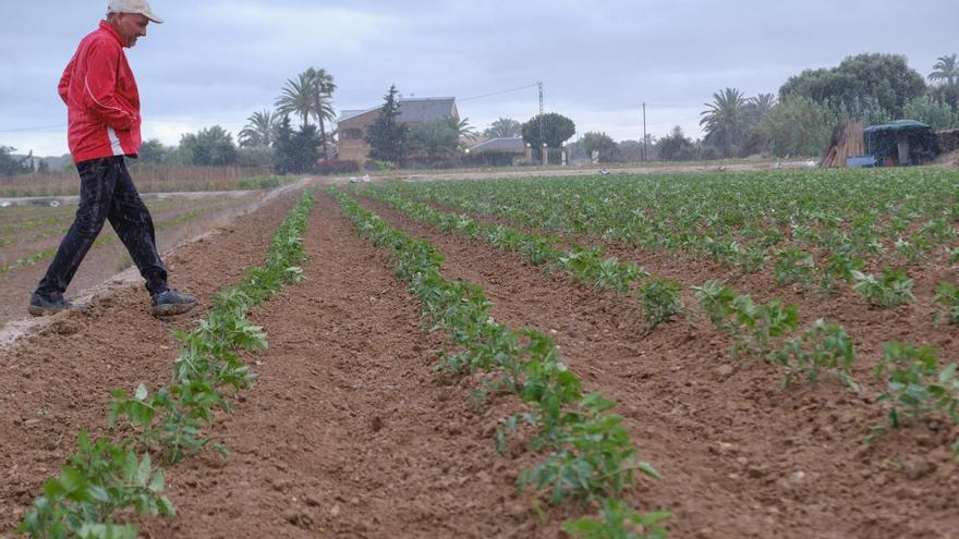 La CHS recortará hasta un 50% el agua al regadío tradicional de la Vega y  Elche por la sequía