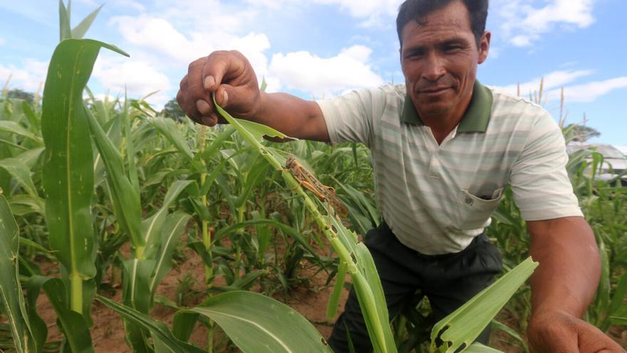 El cambio climático dispara las plagas, que ya destruyen el 40% de los cultivos