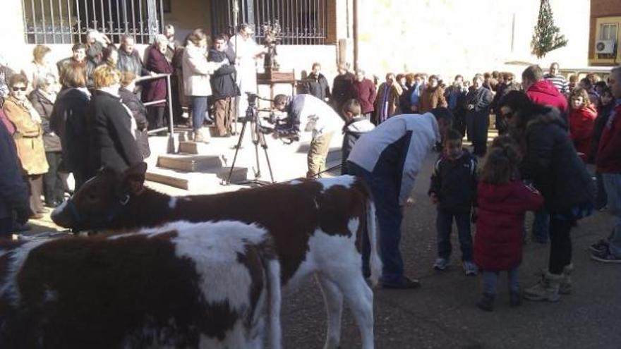 La bendición de animales en Manganeses de la Lampreana.