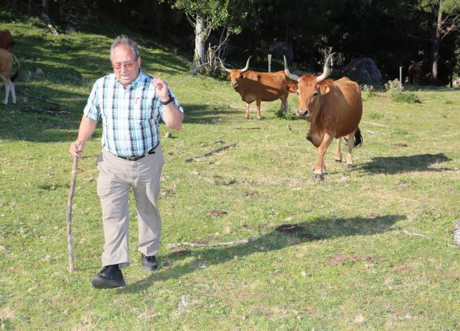 Vacas cachenas en San Vicente de O Grove
