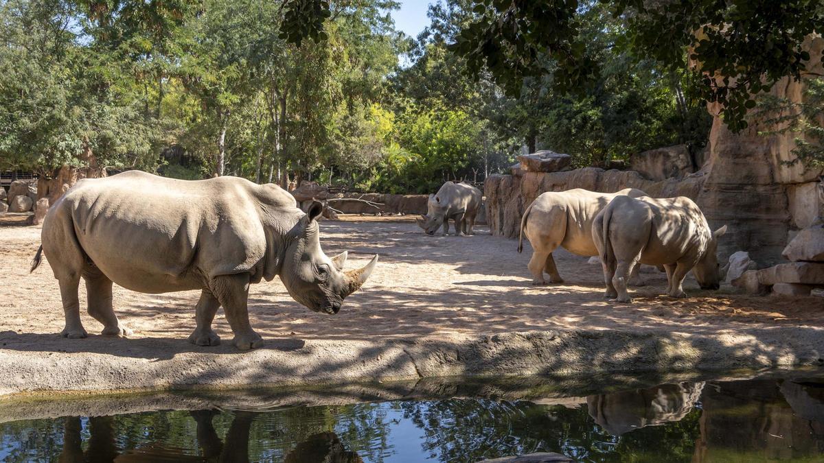 Cuatro rinocerontes en la sabana de Bioparc Valencia.