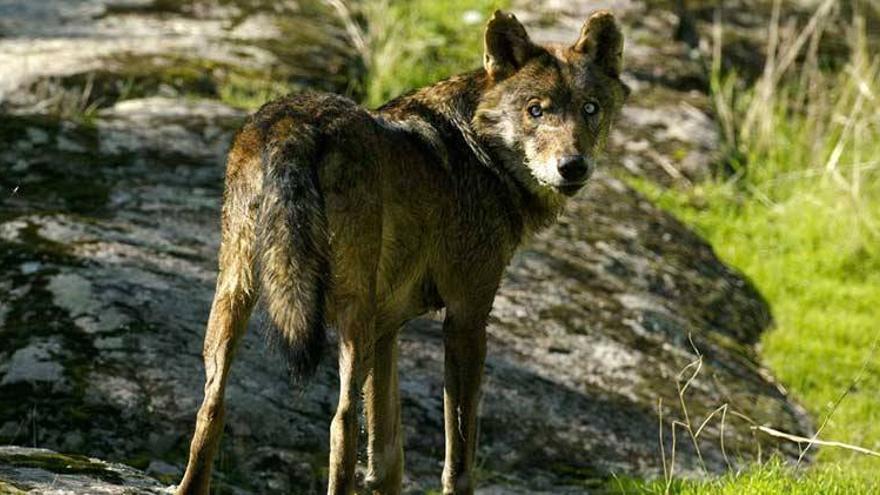 El rompecabezas del lobo