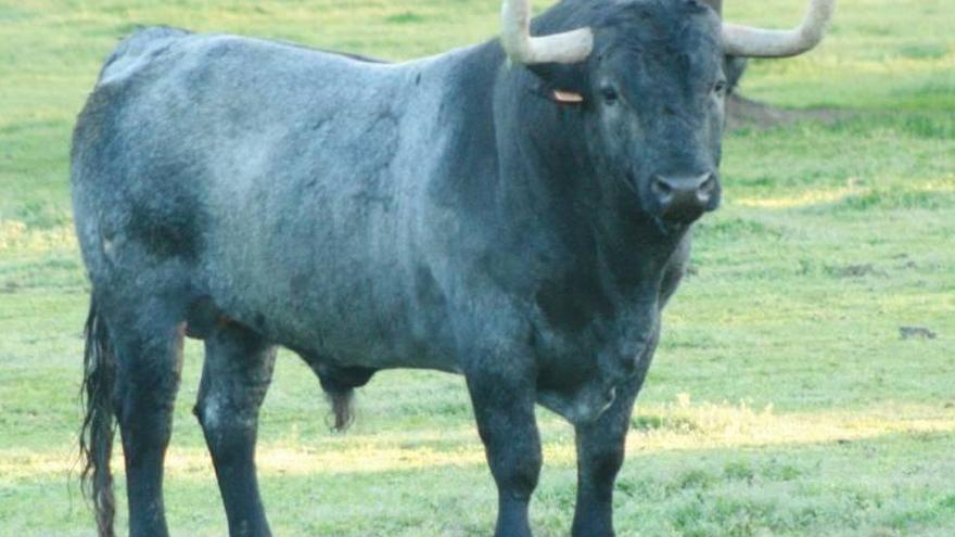 Un toro de José Escolar como &#039;bou del poble&#039; de las fiestas de Almassora