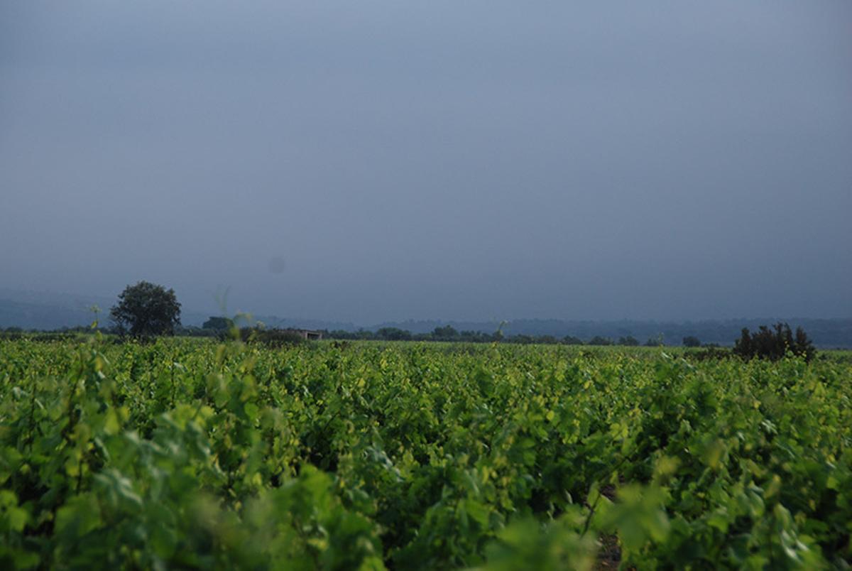 Vinyes a la finca la Garriga de Mollet de Peralada.