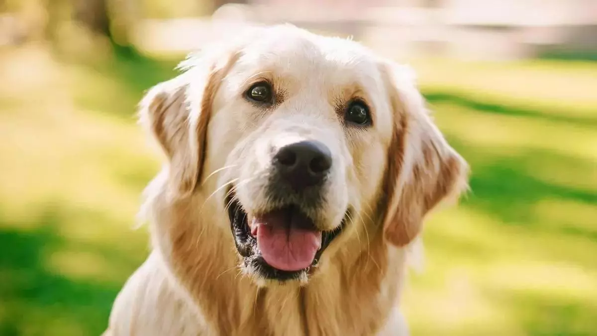 La Policía envía un aviso a los dueños de perros: "Hasta que no aprenda"