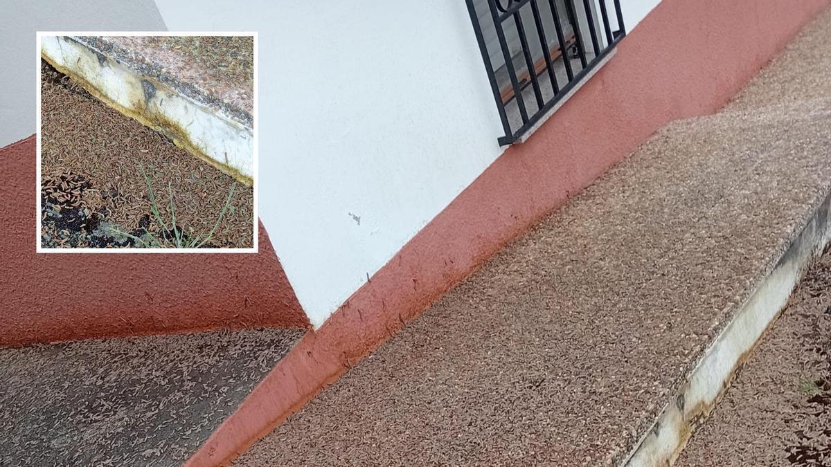 Gusanos en los alrededores de la casa.