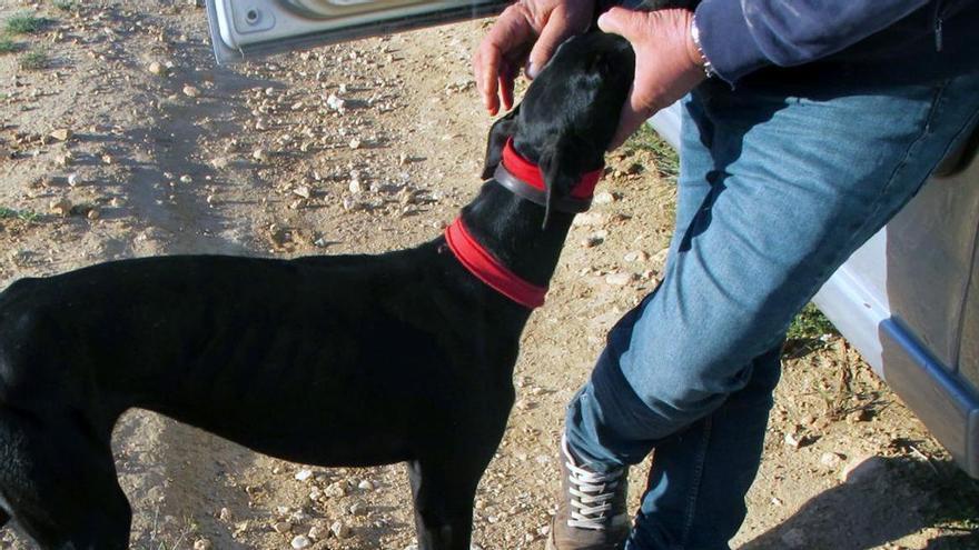 Sorprenden a un cazador furtivo que masacraba liebres con galgos en una zona de monte de Jumilla