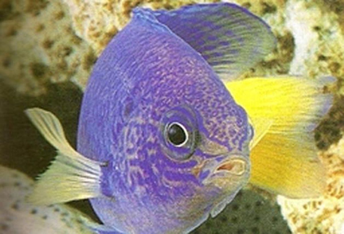 Peix damisel·la en un aquari. Peix damisel·la en un aquari.