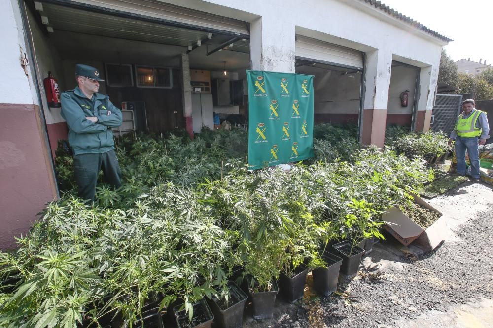 La Guardia Civil interviene en Porriño la mayor plantación de marihuana de Galicia