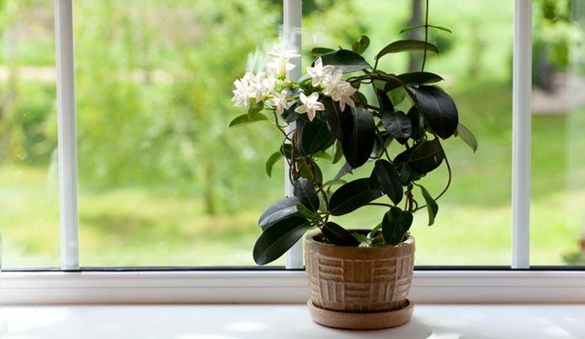 Siete plantas de interior que te ayudarán a dormir mejor