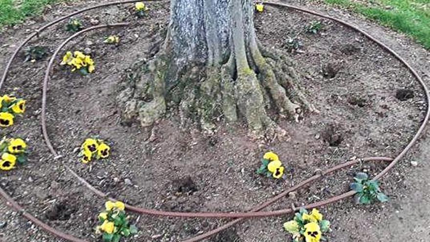 Un dels arbres al qual li han sostret flors.