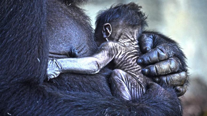 El bebé de gorila recién nacido en Bioparc.