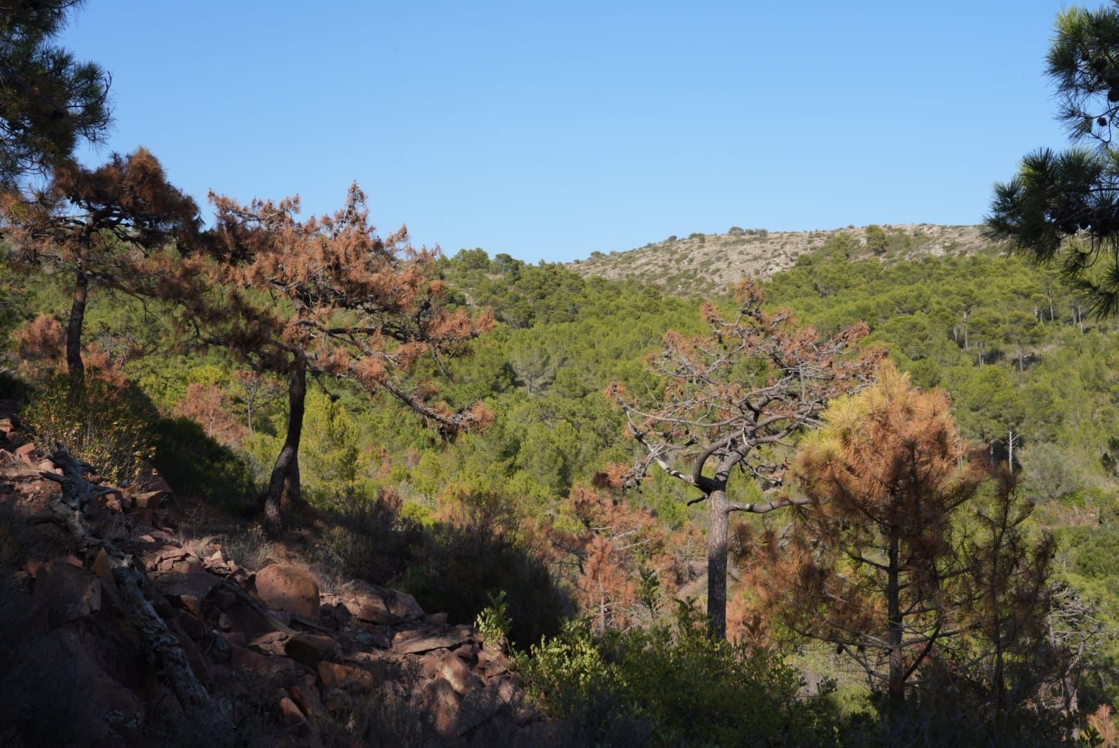 Las imágenes muestran la situación de sequera en los montes de Castellón