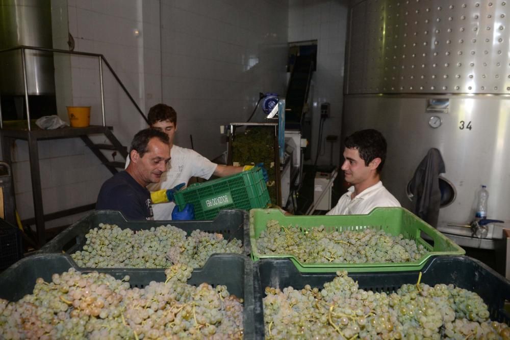 Arranca la vendimia en Pazo Baión