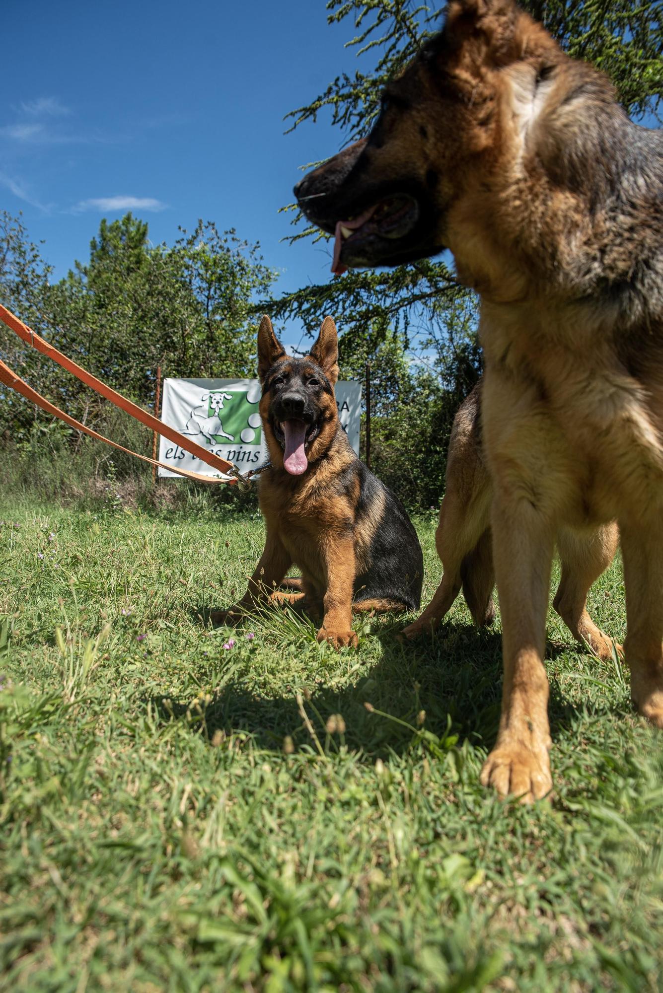 Residències canines:  Tres Pins de Balsareny