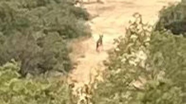El lobo pasando por un camino de Pinós a finales de septiembre.