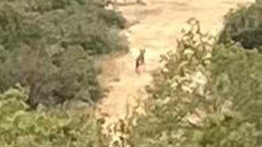 Veïns de Pinós van veure el llop a la vora de casa abans del segon atac al Solsonès