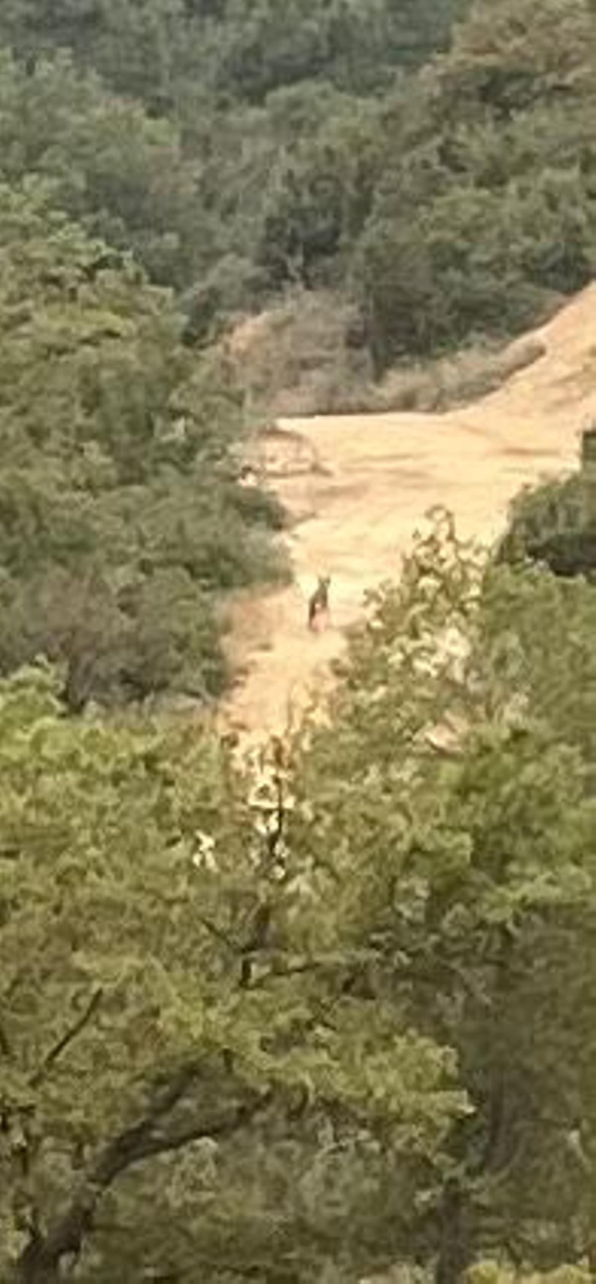 El llop passant per un camí de Pinós a finals de setembre