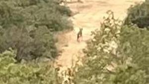 El llop passant per un camí de Pinós a finals de setembre