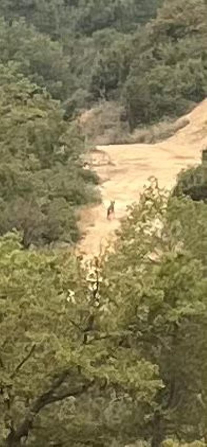 Vecinos de Pinós vieron al lobo cerca de casa antes del segundo ataque en el Solsonès