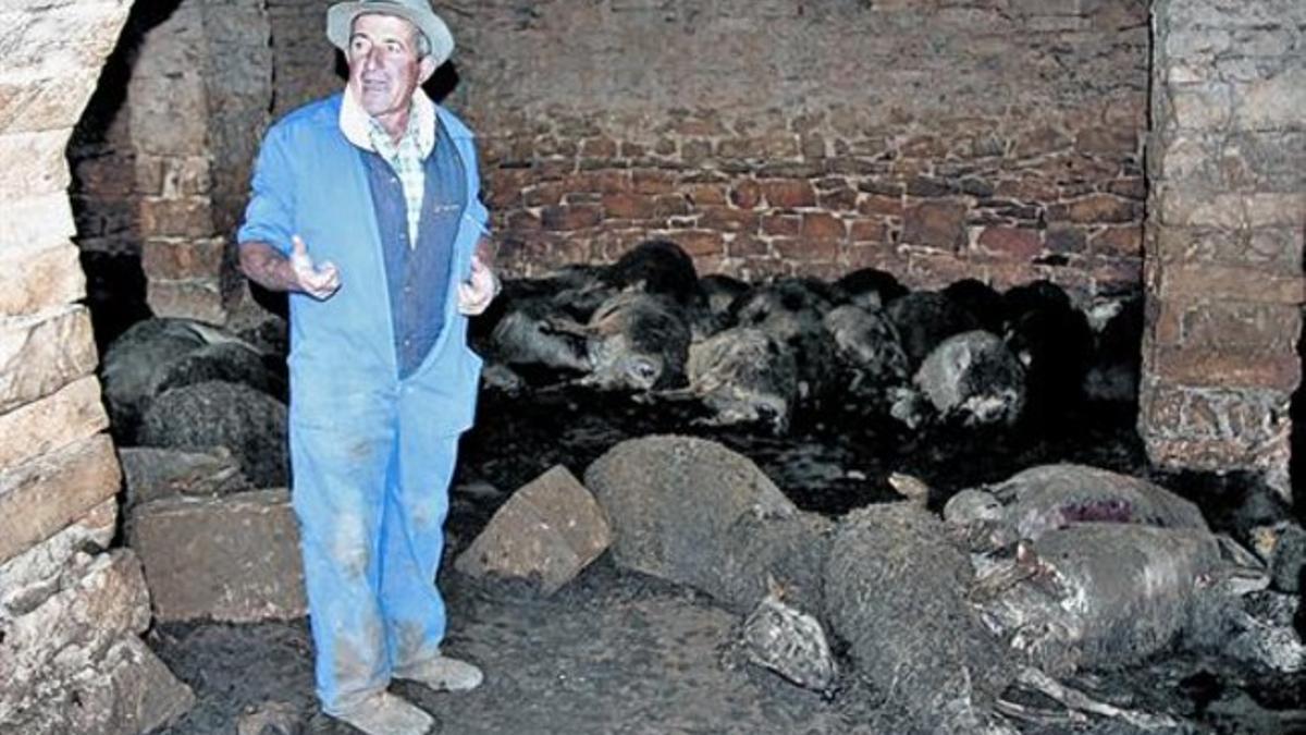 Ramon Agustí con los cadáveres de las ovejas muertas en el primer ataque de los canes, el 5 de noviembre.