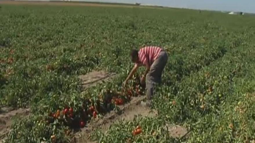 Los agricultores temen por el veto de Putin a los productos alimenticios