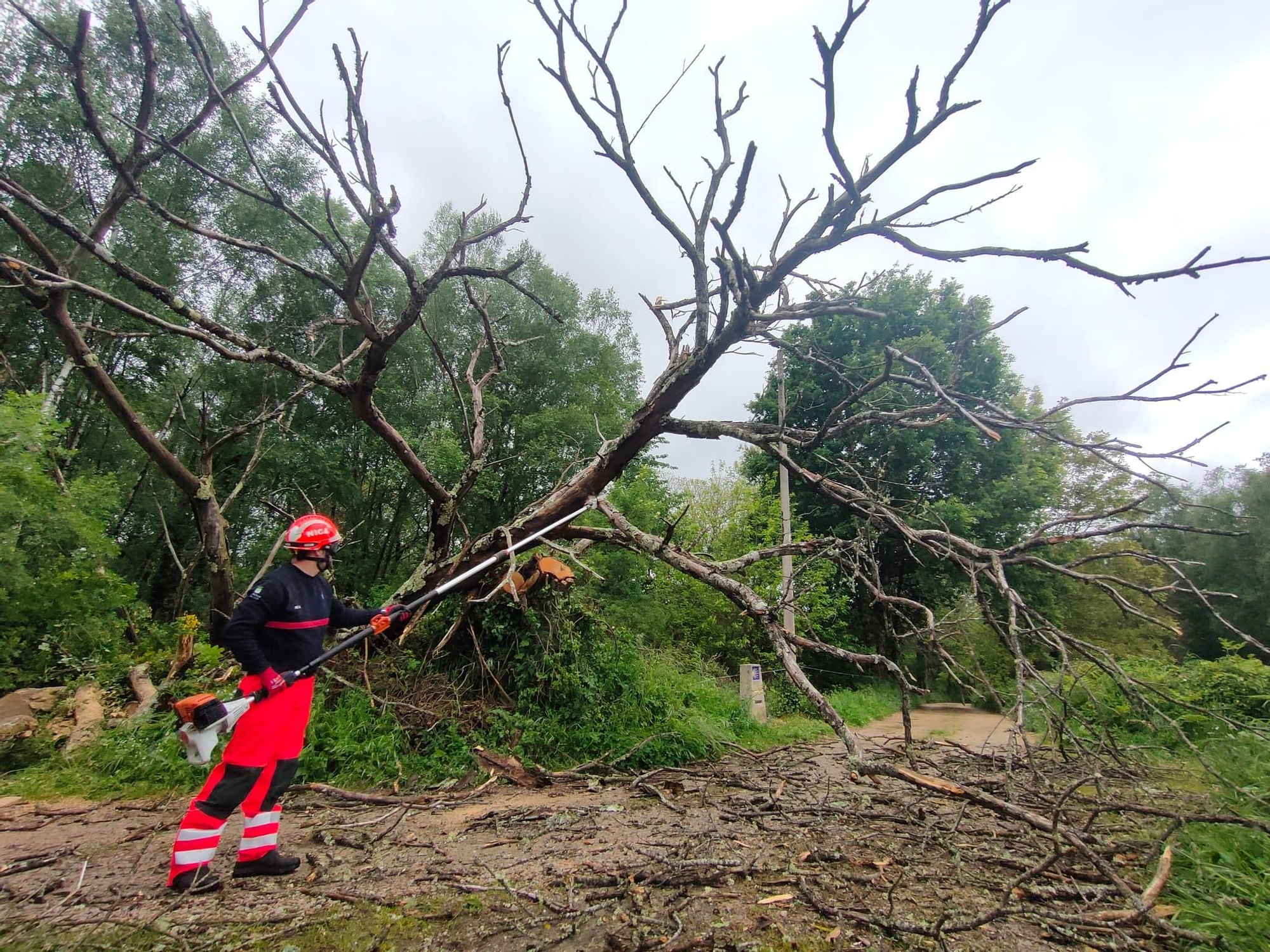 Árbol caído en un camino de A Xesta. // Emerxencias Lalín