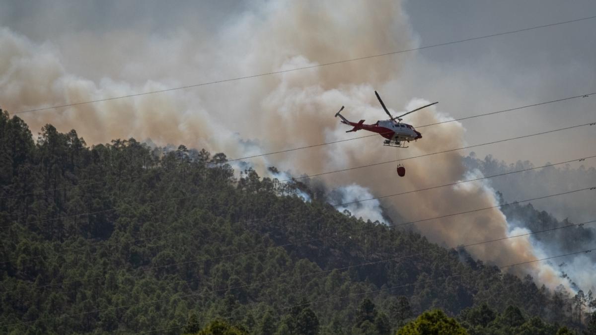 Incendio forestal en Arico