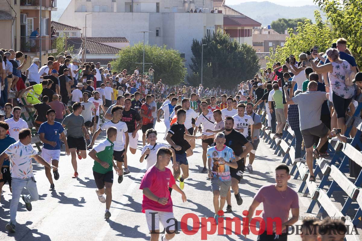 Cuarto encierro Feria del Arroz de Calasparra