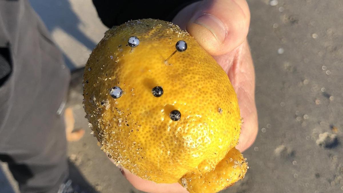 El limón con alfileres hallado en Samil.