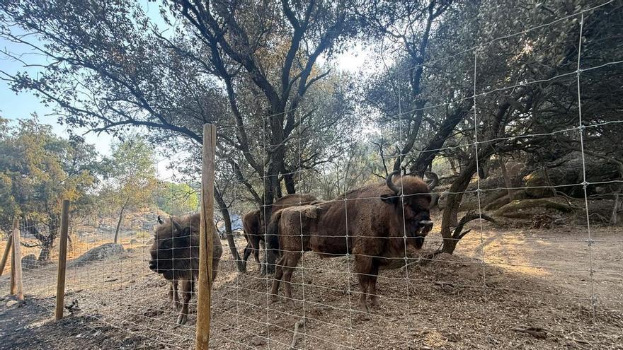 "Los mejores bomberos de Madrid" son los bisontes: así evitaron que el fuego devorara una ...