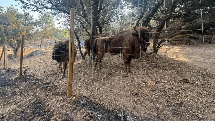 Los bisontes que salvaron de las llamas una reserva natural en Robledo de Chavela (Madrid): "Crearon un cortafuegos pastando que ni los bomberos"