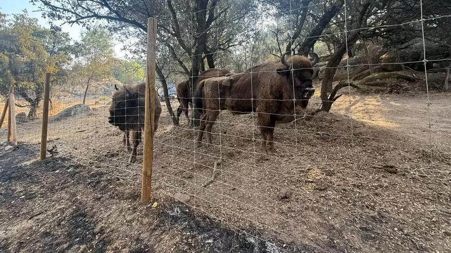 Los bisontes que salvaron de las llamas una reserva natural en Robledo de Chavela (Madrid): "Crearon un cortafuegos pastando que ni los bomberos"